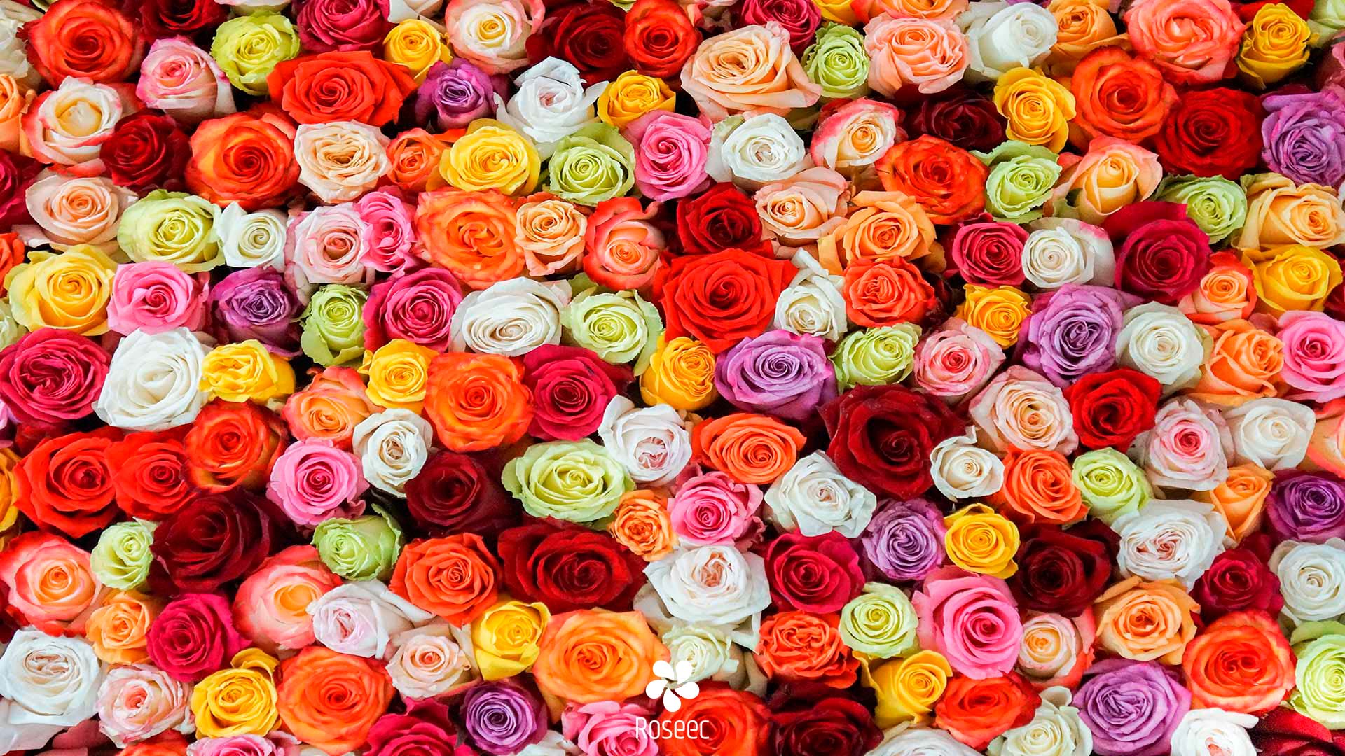 Roseec – Exporter of Premium Ecuadorian Flowers